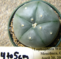 L.Williamsii var. Menchaca 4 to 5cm